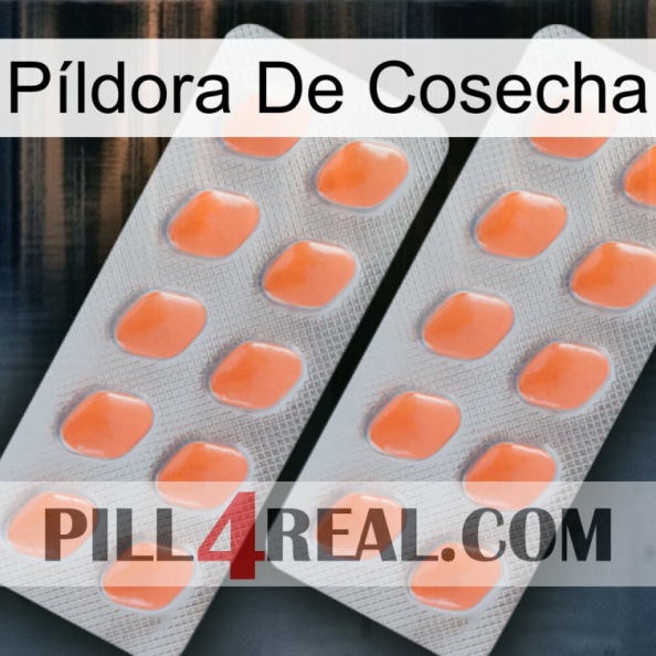 Píldora De Cosecha 27.jpg